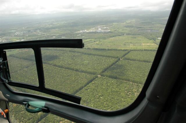 Mauna Loa macadamia nut farm