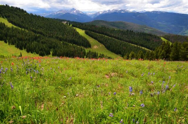 Ridge Route wildflowers (1)