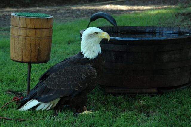 Bald Eagle (1)