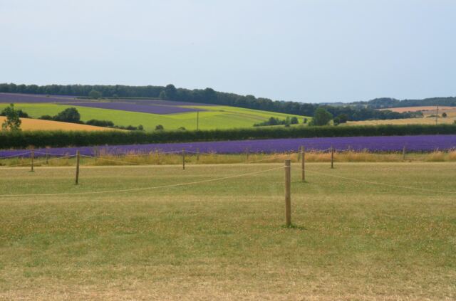Cotswold Lavender - production fields (1)