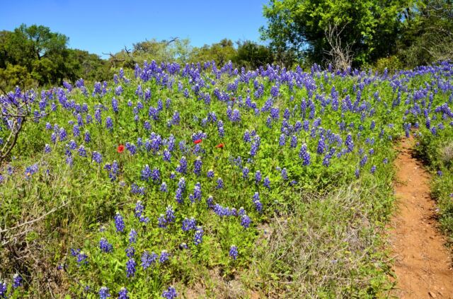 Willow Loop stream bluebonnets 3