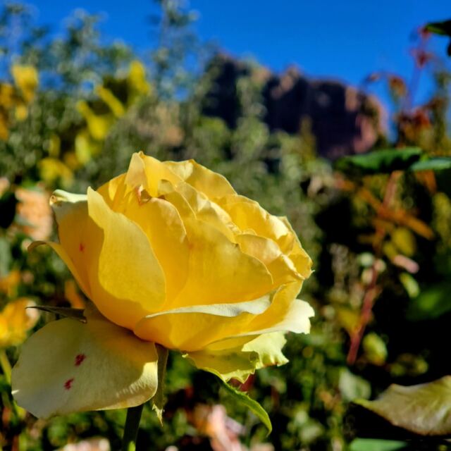 The Yellow Rose of Sedona