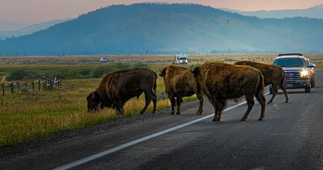 Bison Jam on 191 heading to Yellowstone