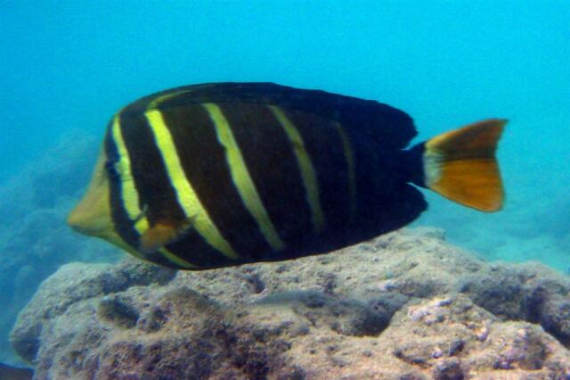 Snorkeling - fish (5)