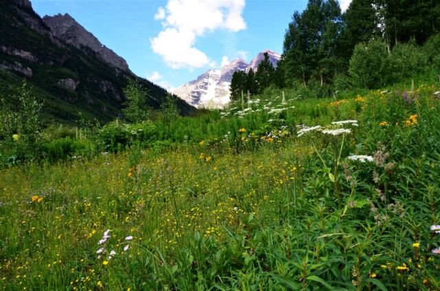Wildflower Bells