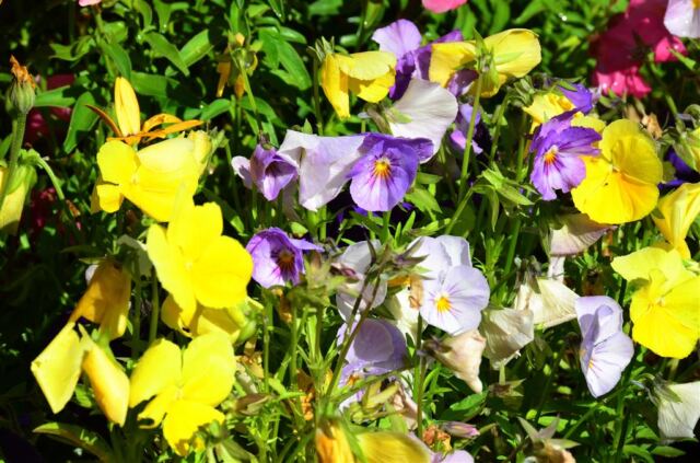 Rustic Inn - flowers (6)
