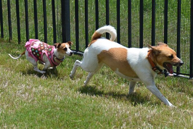 pippa-runs-kate-chases-3-