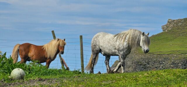 The Shetland Pony Experience 05
