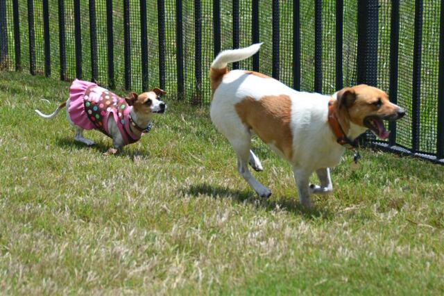 pippa-runs-kate-chases-2-