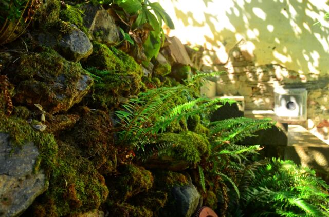 Boeger Winery - mossy stone wall 03