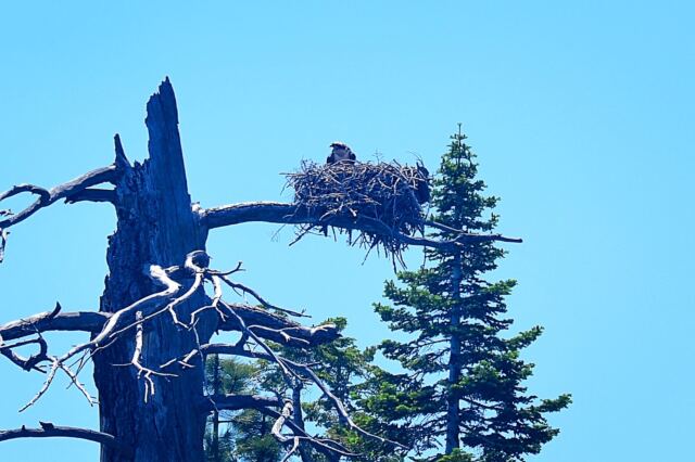 Tahoe eagle nests (from boat - slightly blurry) 07