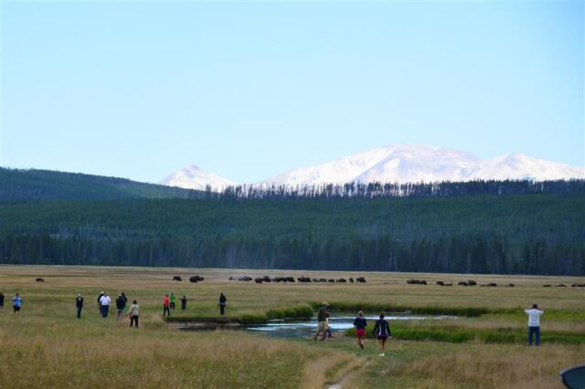 Tourist swarm to see bison
