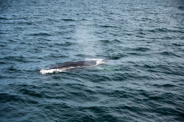 Cape Cod fin whales 02