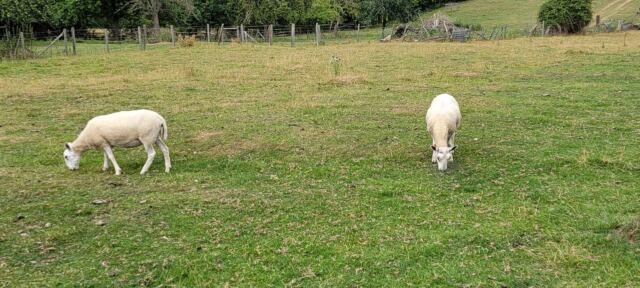 Cotswold Way sheep encounters (07)