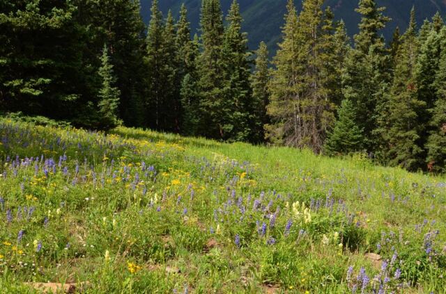 Wildflowers