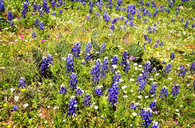 Willow Loop valley bluebonnets and cactus 2