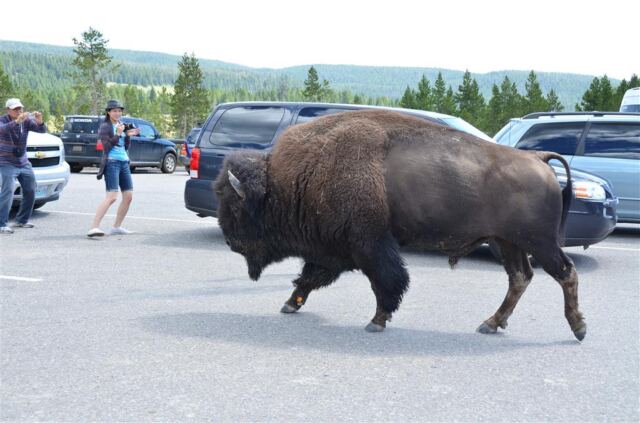 Parking lot bison (1)