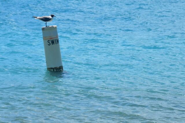 Bitter End seagulls 3