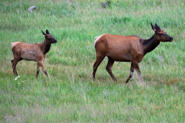 Elk Meadow - on the way to West Yellowstone (5)
