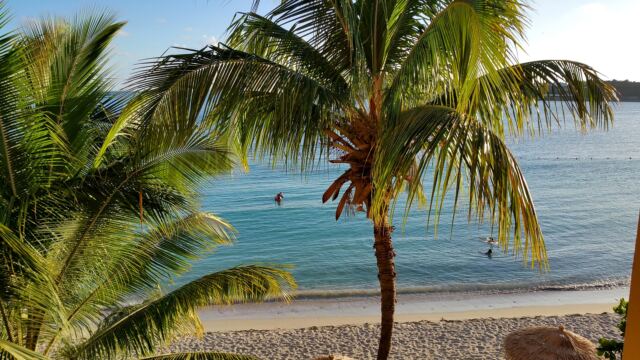 Palm trees and beach from Emerald Beach Resort room
