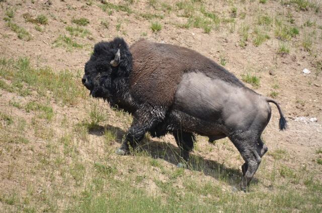 Hillside climbing bison