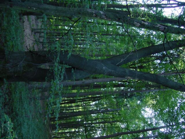 crossing-trees-1