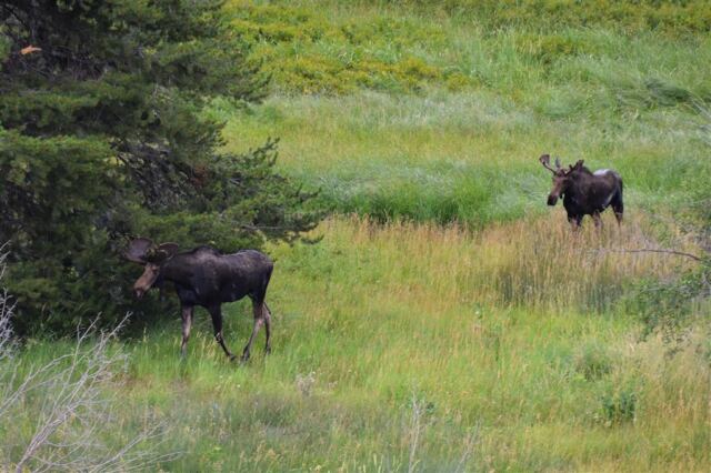 Moose (24)
