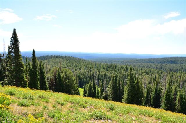 Random hill and wildflowers (1)