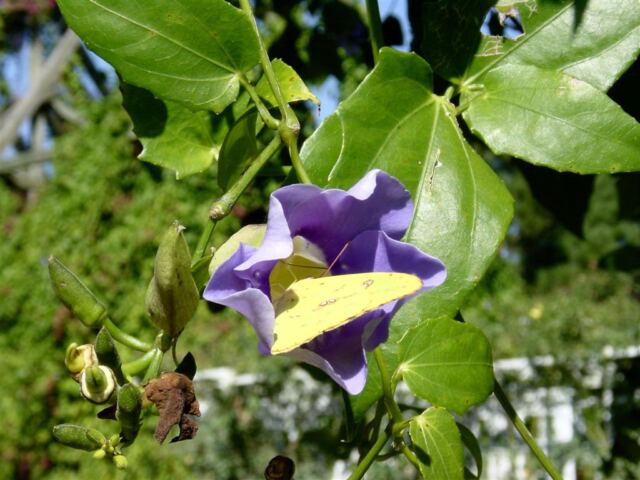 butterfly-on-flower