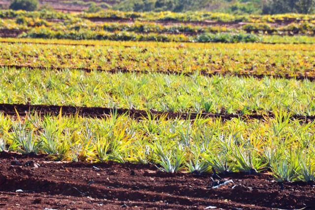 pineapple-fields