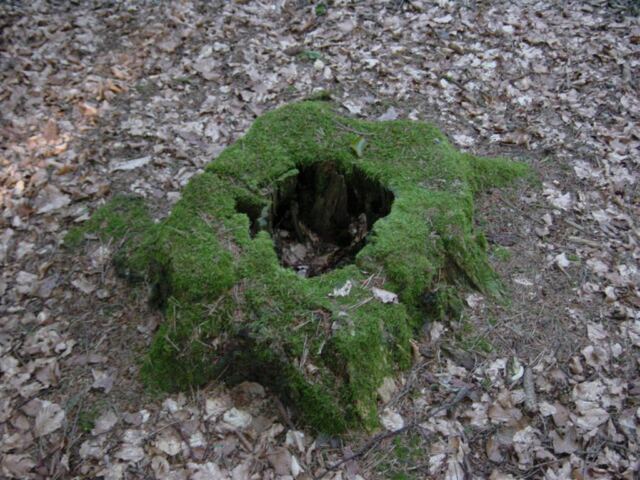 moss-covered-stump-1