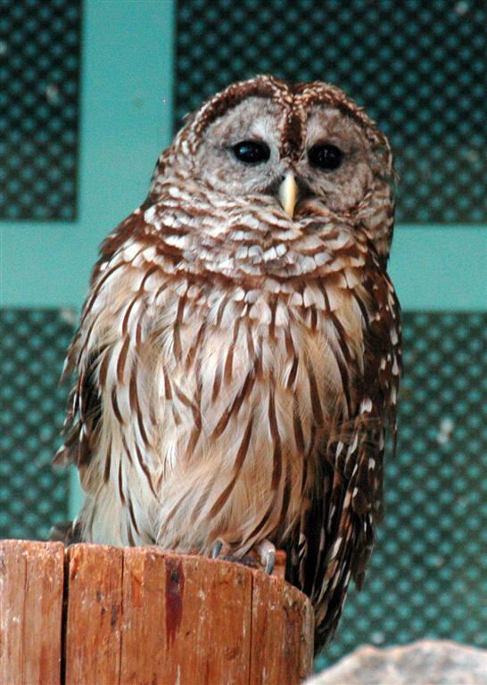 Owl