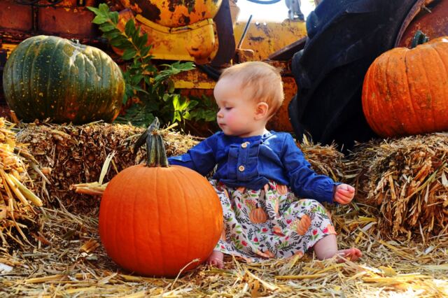 Shiloh-tractor-pumpkin-1