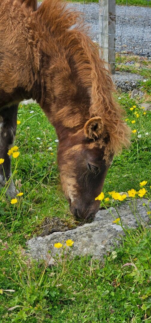 The Shetland Pony Experience 40