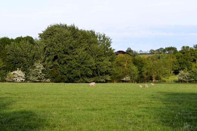 Charingworth sheep field 10