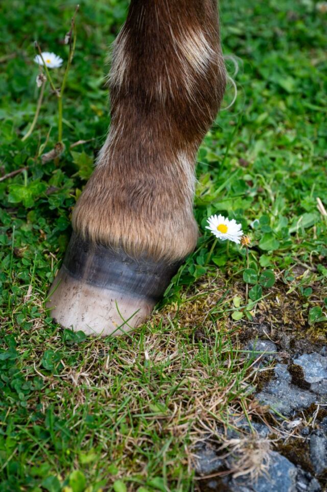 The Shetland Pony Experience 43