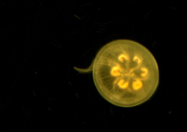 Jellyfish (4)