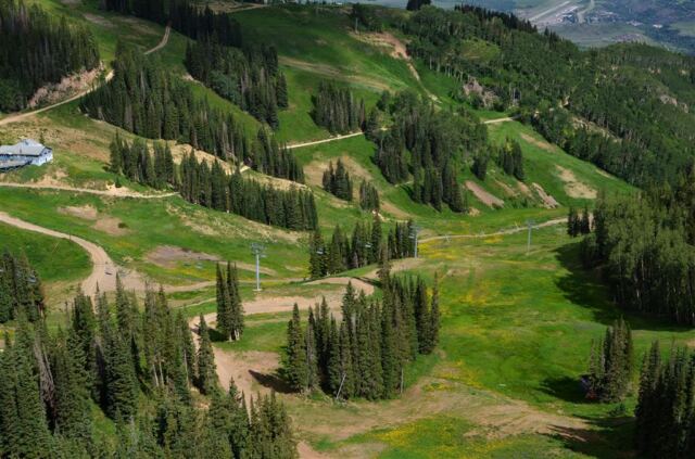 Looking down at hillside flowers on the ski runs