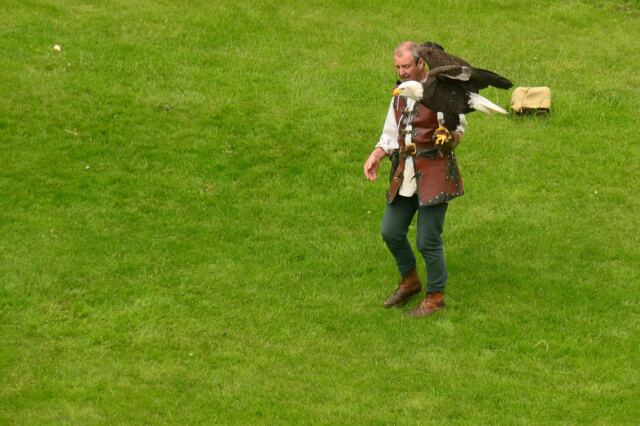 Warwick Castle - Bald Eagle and falconer - taken from The Mound 5