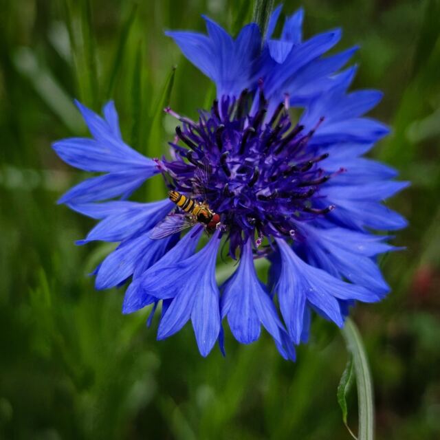 Bee! 1