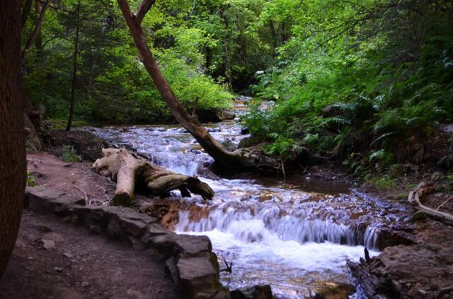 Pathside stream (5)