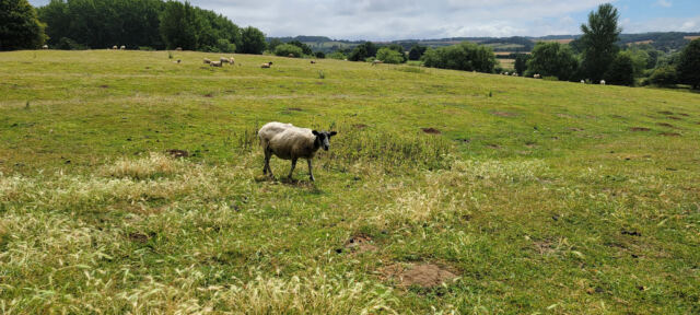 Chipping Campden sheep fields (11)