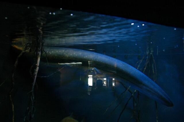 Electric eel