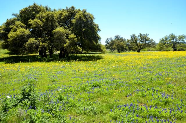 Colorful Willow Loop field 2