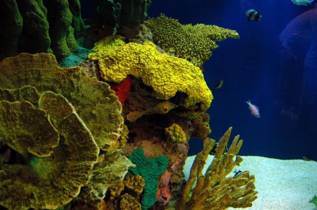 Coral reef