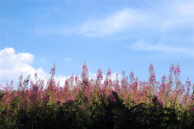 Wildflowers atop the Malvern Hills (2)