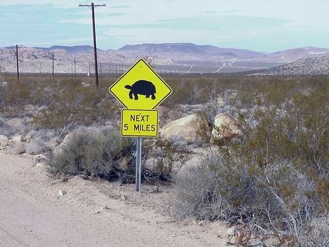 turtle-crossing