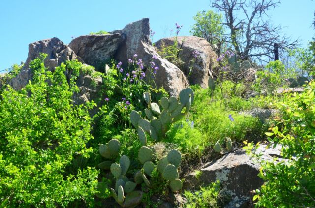 Rocks and cactus