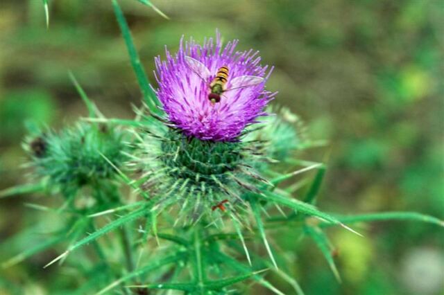 Thistle and bee