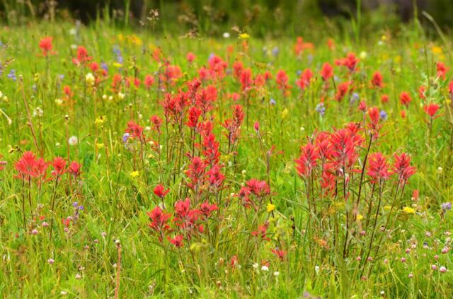 Ridge Route wildflowers (8)